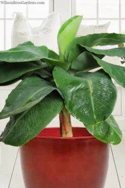 Little Prince Banana Plant - 1 Gallon Pot 3 Little Prince Banana Plant - 1 Gallon Pot -Garden Plants shop musa little prince dwarf banana plant 1