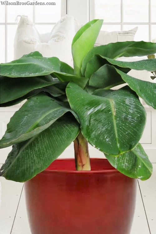 Little Prince Banana Plant - 1 Gallon Pot Little Prince Banana Plant - 1 Gallon Pot -Garden Plants shop musa little prince dwarf banana plant 1