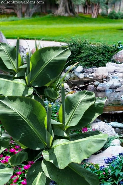 Little Prince Banana Plant - 1 Gallon Pot Little Prince Banana Plant - 1 Gallon Pot -Garden Plants shop musa little prince dwarf banana plant 2