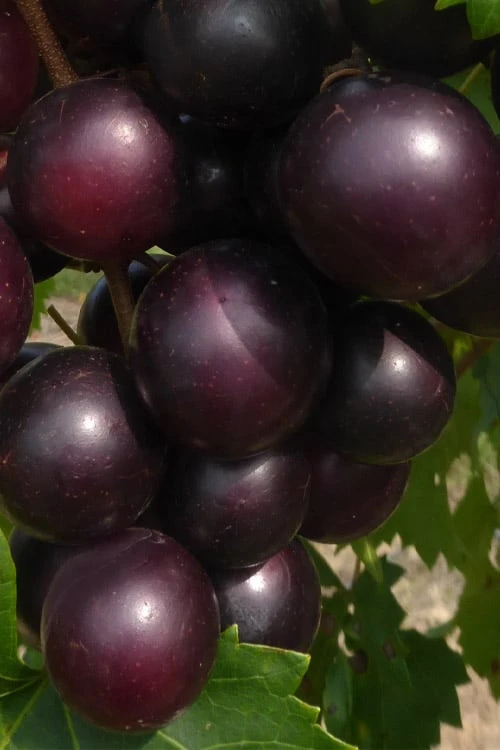 Jumbo Black Muscadine Grape Vine - 6 Pack of 1 Gallon Pots Jumbo Black Muscadine Grape Vine - 6 Pack Of 1 Gallon Pots -Garden Plants shop muscadine jumbo 100