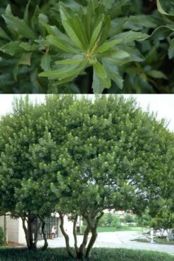Southern Wax Myrtle - 3 Gallon Pot 3 Southern Wax Myrtle - 3 Gallon Pot -Garden Plants shop myrica cerifera southern wax myrtle 100