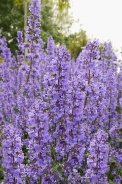 Summer Magic Catmint (Nepeta Grandiflora) - 1 Gallon Pot -Garden Plants shop nepeta grandiflora summer magic catmint 3 1
