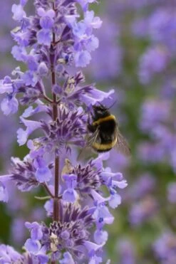 Summer Magic Catmint (Nepeta Grandiflora) - 6 Pack Of 1 Gallon Pots -Garden Plants shop nepeta grandiflora summer magic catmint 4
