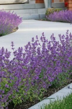 Little Trudy Catmint - 5 Pack Of Quart Pots -Garden Plants shop nepeta little trudy catmint 3