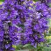 Neptune Catmint (Nepeta) - 1 Gallon Pot