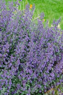 Six Hills Giant Catmint (Nepeta) - 5 Pack Of Quart Pots -Garden Plants shop nepeta six hills giant catmint 1