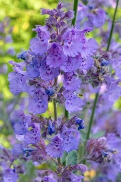 Six Hills Giant Catmint (Nepeta) - 5 Pack Of Quart Pots -Garden Plants shop nepeta six hills giant catmint 10