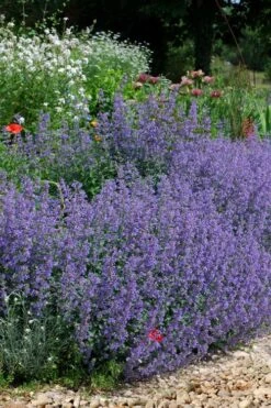 Six Hills Giant Catmint (Nepeta) - 5 Pack Of Quart Pots -Garden Plants shop nepeta six hills giant catmint 2