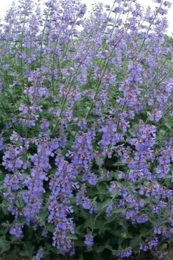 Six Hills Giant Catmint (Nepeta) - 5 Pack Of Quart Pots -Garden Plants shop nepeta six hills giant catmint 7