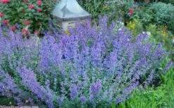 Six Hills Giant Catmint (Nepeta) - 5 Pack Of Quart Pots -Garden Plants shop nepeta six hills giant catmint 8