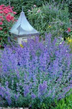 Six Hills Giant Catmint (Nepeta) - 5 Pack Of Quart Pots -Garden Plants shop nepeta six hills giant catmint 9