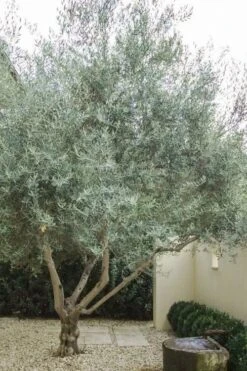 Arbequina Olive Tree - 7 Gallon Pot (3-4') -Garden Plants shop olive tree arbequina 4