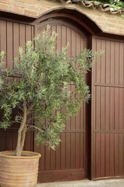 Arbequina Olive Tree - 7 Gallon Pot (3-4') -Garden Plants shop olive tree arbequina 6