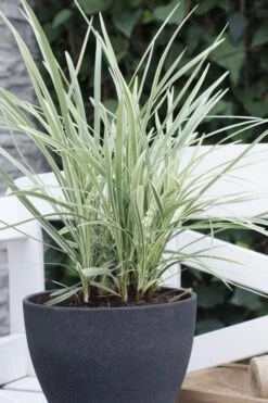 Silver Mist Mondo Grass - 6 Pack Of Pint Pots -Garden Plants shop ophiopogon japonicus silver20mist modo grass 3