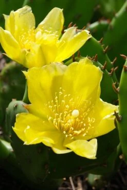 Eastern Prickly Pear Cactus (Opuntia Humifusa) - 3 Gallon Pot -Garden Plants shop opuntia humifusa eastern prickly pear cactus 1