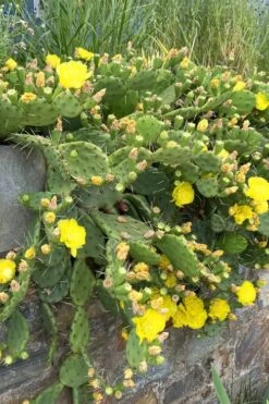 Eastern Prickly Pear Cactus (Opuntia Humifusa) - 3 Gallon Pot -Garden Plants shop opuntia humifusa eastern prickly pear cactus 10