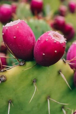Eastern Prickly Pear Cactus (Opuntia Humifusa) - 3 Gallon Pot -Garden Plants shop opuntia humifusa eastern prickly pear cactus 12
