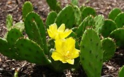 Eastern Prickly Pear Cactus (Opuntia Humifusa) - 3 Gallon Pot -Garden Plants shop opuntia humifusa eastern prickly pear cactus 3