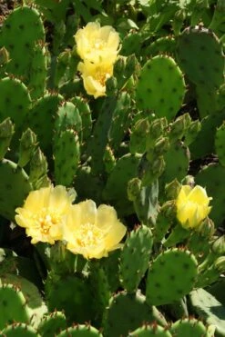 Eastern Prickly Pear Cactus (Opuntia Humifusa) - 3 Gallon Pot -Garden Plants shop opuntia humifusa eastern prickly pear cactus 4