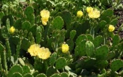 Eastern Prickly Pear Cactus (Opuntia Humifusa) - 3 Gallon Pot -Garden Plants shop opuntia humifusa eastern prickly pear cactus 5
