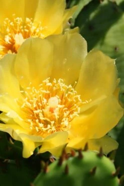 Eastern Prickly Pear Cactus (Opuntia Humifusa) - 3 Gallon Pot -Garden Plants shop opuntia humifusa eastern prickly pear cactus 6