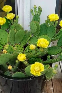 Eastern Prickly Pear Cactus (Opuntia Humifusa) - 3 Gallon Pot -Garden Plants shop opuntia humifusa eastern prickly pear cactus 9
