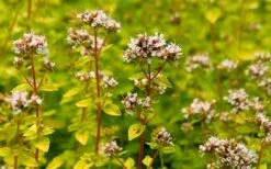 Golden Oregano - 6 Pack Of Pint Pots -Garden Plants shop oregano golden 2
