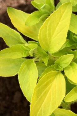 Golden Oregano - 6 Pack Of Pint Pots -Garden Plants shop oregano golden 6