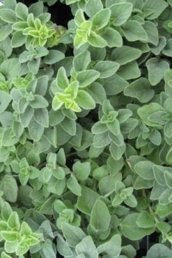 Hot & Spicy Oregano - 6 Pack Of Pint Pots -Garden Plants shop oregano hot spicey 700x550 1