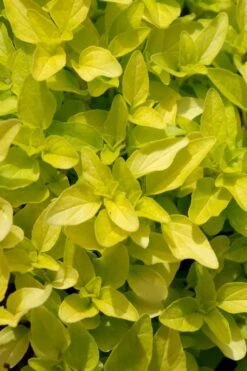 Golden Oregano - 6 Pack Of Pint Pots -Garden Plants shop origanum vulgare aurea golden oregano 10