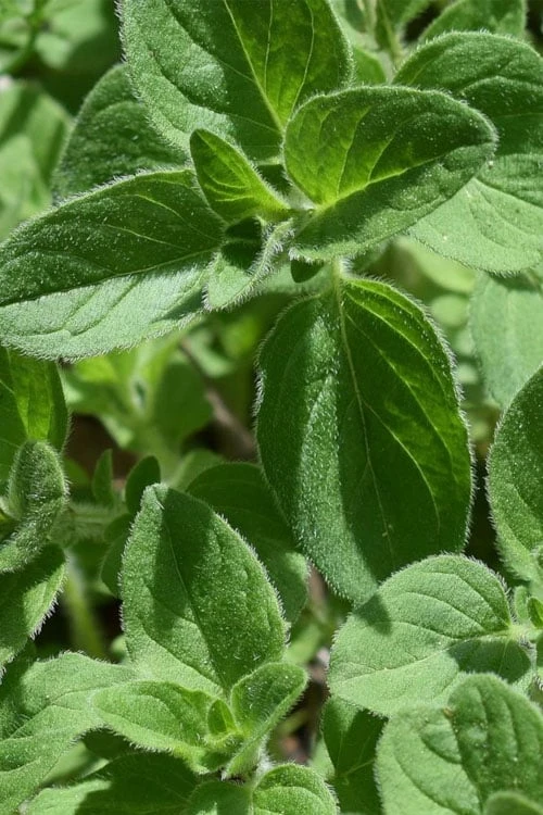 True Greek Oregano - 6 Pack of Pint Pots True Greek Oregano - 6 Pack Of Pint Pots -Garden Plants shop origanum vulgare hirtum true greek oregano 1