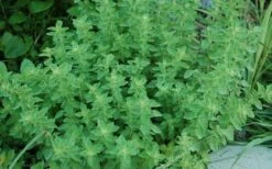 True Greek Oregano - 6 Pack Of Pint Pots 3 True Greek Oregano - 6 Pack Of Pint Pots -Garden Plants shop origanum vulgare hirtum true greek oregano 2