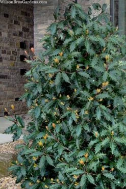 Jim Porter Sweet Toothed Tea Olive - 7 Gallon Pot (3-4') 3 Jim Porter Sweet Toothed Tea Olive - 7 Gallon Pot (3-4') -Garden Plants shop osmanthus armatus jim porter tea olive 1