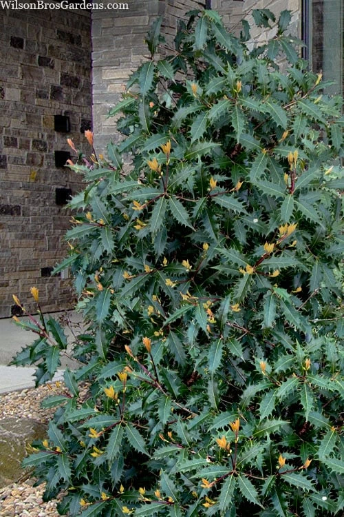 Jim Porter Sweet Toothed Tea Olive - 7 Gallon Pot (3-4') Jim Porter Sweet Toothed Tea Olive - 7 Gallon Pot (3-4') -Garden Plants shop osmanthus armatus jim porter tea olive 1