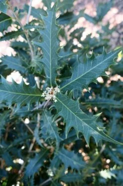 Jim Porter Sweet Toothed Tea Olive - 7 Gallon Pot (3-4') 5 Jim Porter Sweet Toothed Tea Olive - 7 Gallon Pot (3-4') -Garden Plants shop osmanthus armatus jim porter tea olive 4