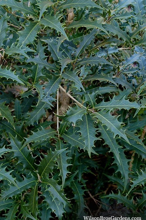 Jim Porter Sweet Toothed Tea Olive - 7 Gallon Pot (3-4') Jim Porter Sweet Toothed Tea Olive - 7 Gallon Pot (3-4') -Garden Plants shop osmanthus armatus jim porter tea olive 6