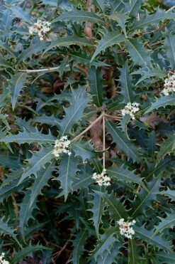 Jim Porter Sweet Toothed Tea Olive - 7 Gallon Pot (3-4')