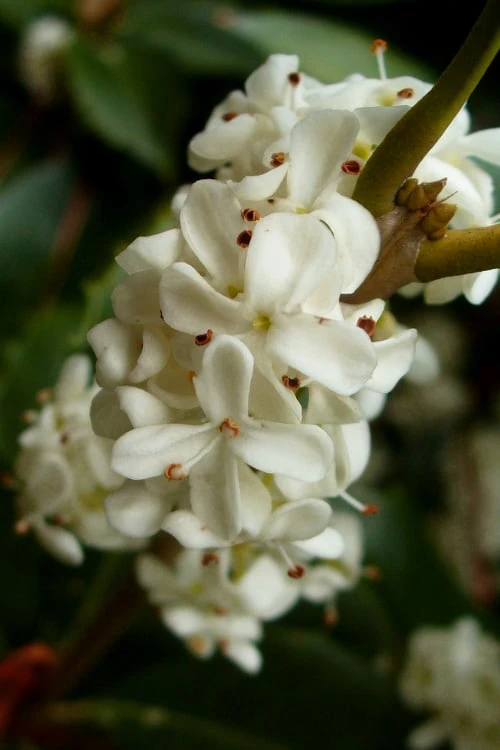 Fortune's Cold Hardy Tea Olive (Fragrant Osmanthus) - 3 Gallon Pot Fortune's Cold Hardy Tea Olive (Fragrant Osmanthus) - 3 Gallon Pot -Garden Plants shop osmanthus fortunei fragrant tea olive 2 2