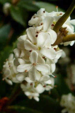 Fortune's Cold Hardy Tea Olive (Fragrant Osmanthus) - 7 Gallon Pot (4-5') 4 Fortune's Cold Hardy Tea Olive (Fragrant Osmanthus) - 7 Gallon Pot (4-5') -Garden Plants shop osmanthus fortunei fragrant tea olive 2 5