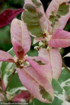 Pink Flush Variegated Tea Olive (Osmanthus Fragrans 'Yinbi Shuanghui') - Quart Pot -Garden Plants shop osmanthus frangrans yinbi shuangui variegated tea olive 10 5