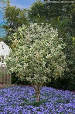 Pink Flush Variegated Tea Olive (Osmanthus Fragrans 'Yinbi Shuanghui') - 6 Pack Of Quart Pots -Garden Plants shop osmanthus frangrans yinbi shuangui variegated tea olive 8