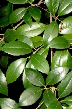 Fruitland's Fortune Tea Olive Double Trunk Tree Form - 7 Gallon Pot (4-5') -Garden Plants shop osmanthus fruitlands fortune tea olive 1