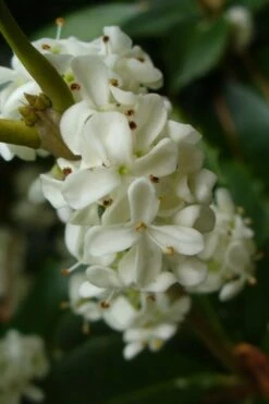 Fruitland's Fortune Tea Olive Double Trunk Tree Form - 7 Gallon Pot (4-5') -Garden Plants shop osmanthus fruitlands fortune tea olive 3