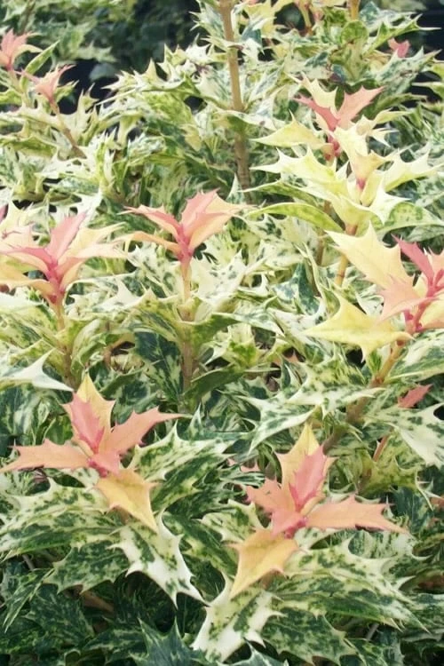 Goshiki Osmanthus (Variegated False Holly) - 7 Gallon Pot Goshiki Osmanthus (Variegated False Holly) - 7 Gallon Pot -Garden Plants shop osmanthus goshiki 23