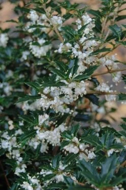 Party Princess 'Kaori Hime' Tea Olive - 3 Gallon Pot