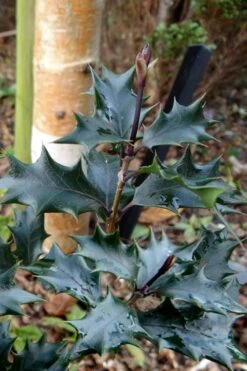 Purple Leaf Tea Olive (Osmanthus Heterophyllus 'Purpurea') - 1 Gallon Pot -Garden Plants shop osmanthus heterophyllus purpurea purple leaf tea olive 7