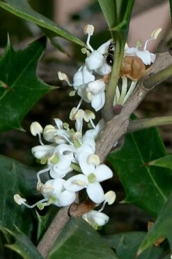Purple Leaf Tea Olive (Osmanthus Heterophyllus 'Purpurea') - 1 Gallon Pot -Garden Plants shop osmanthus heterophyllus purpurea purple leaf tea olive 8