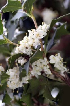 Purple Leaf Tea Olive (Osmanthus Heterophyllus 'Purpurea') - 1 Gallon Pot -Garden Plants shop osmanthus heterophyllus purpurea purple leaf tea olive 9