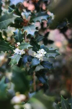 Party Princess 'Kaori Hime' Tea Olive - 3 Gallon Pot -Garden Plants shop osmanthus kaori hime party princess tea olive 1