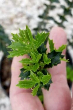 Party Princess 'Kaori Hime' Tea Olive - 3 Gallon Pot -Garden Plants shop osmanthus kaori hime party princess tea olive 2